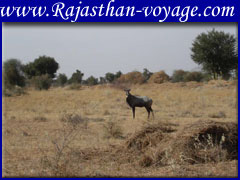 rajasthan wildlife tour