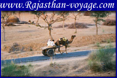 Camel Cart Rajasthan