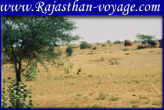 rajasthan village tour