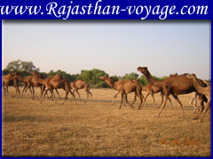 rajasthan camel farm